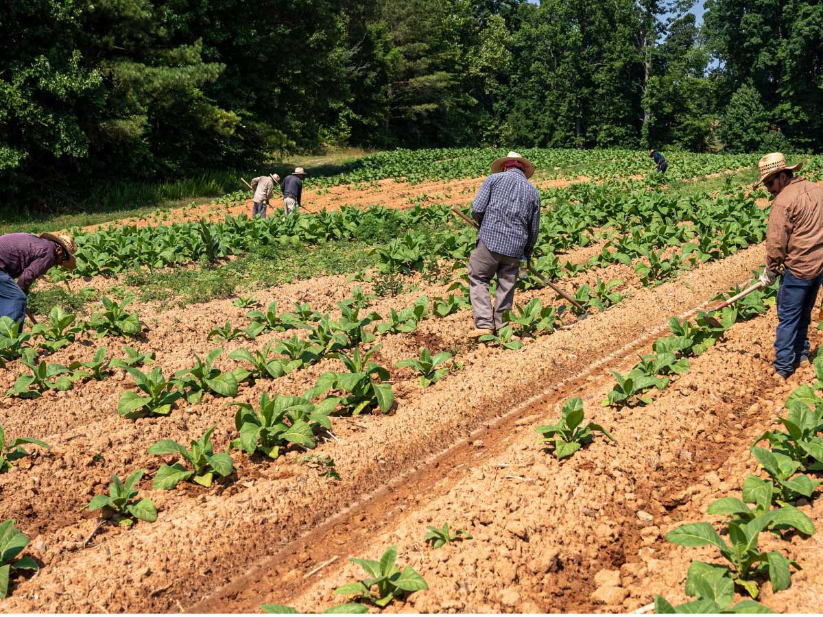 Agriculture worker in europe